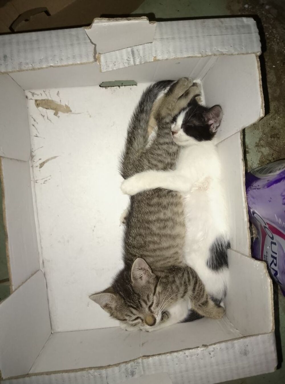   Chaton a donner contre bon soin
