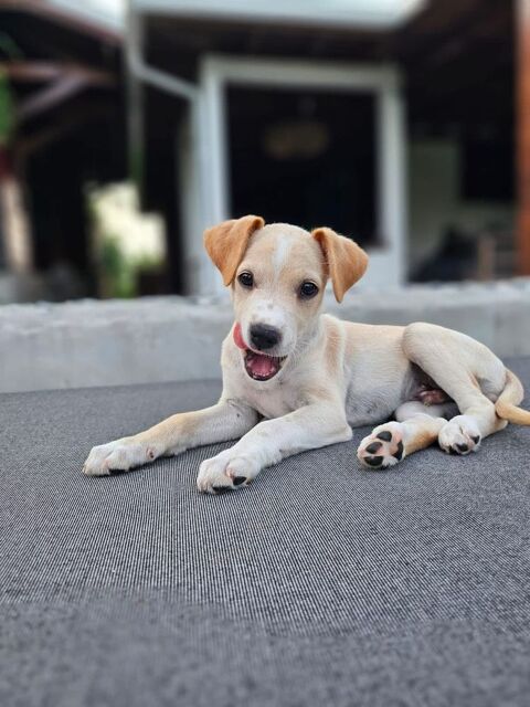 Rocky, mâle croisé berger, né le 24/03/2025 &#128054; 300 94000 Crteil