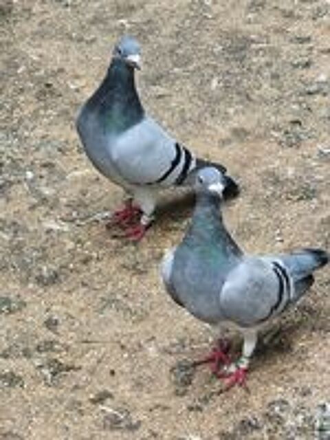  Pigeon voyageur bague  