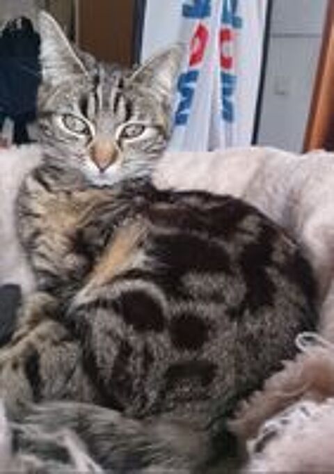   Chatte, petit modèle, recherche son foyer 