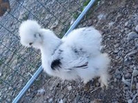   ?ufs feconds de soie silkie  