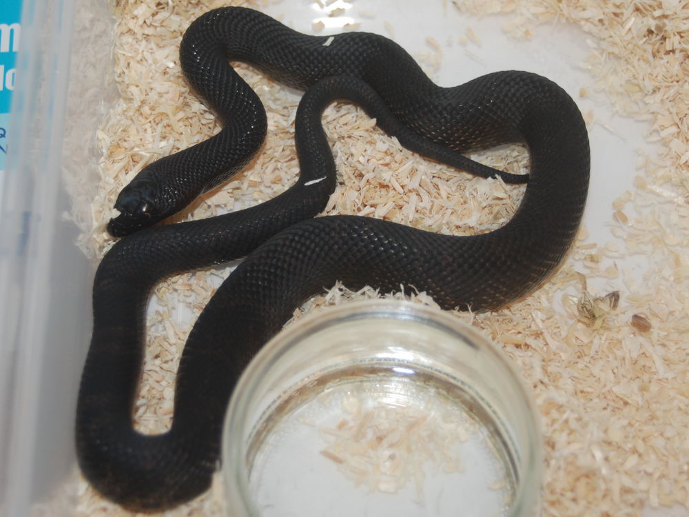   Pituophis melanoleucus lodingi 