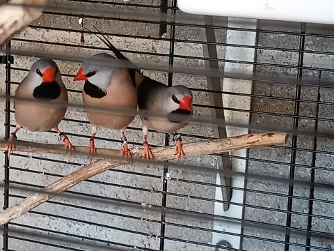 Couple de bavette longue queue 2024 60 49250 Brion
