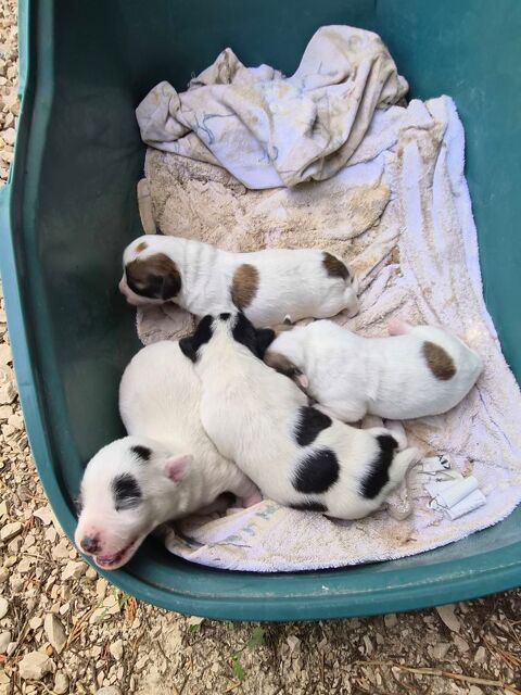 Pincher crois&eacute; chihuahua 0 82000 Montauban