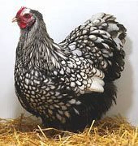   Poule orpington argenté ou odal ( fauve a liseré noir ) 