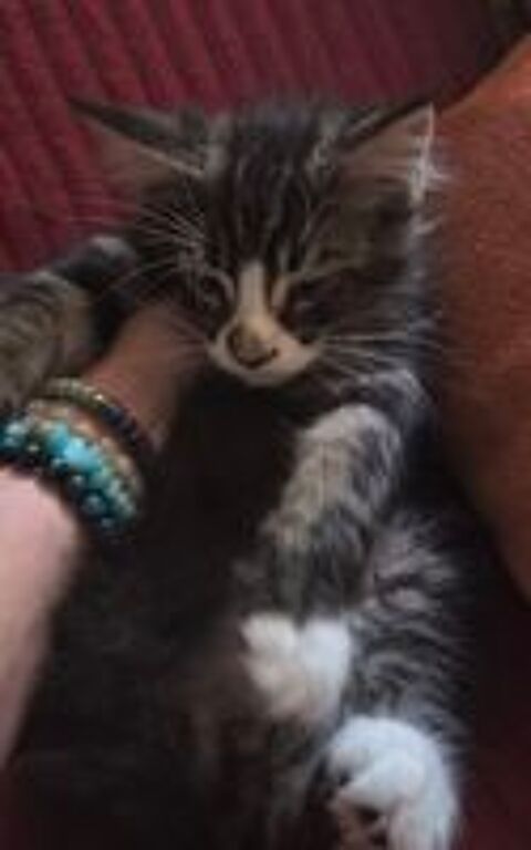   A RESERVER POUR Fin JUIN Chaton Maine Coon Mâle Brown  