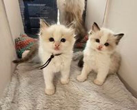   A RESERVER chatons Ragdoll 