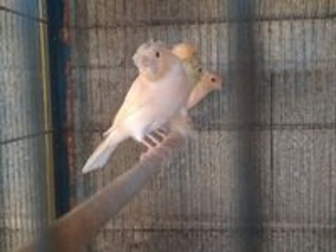   Canaris 