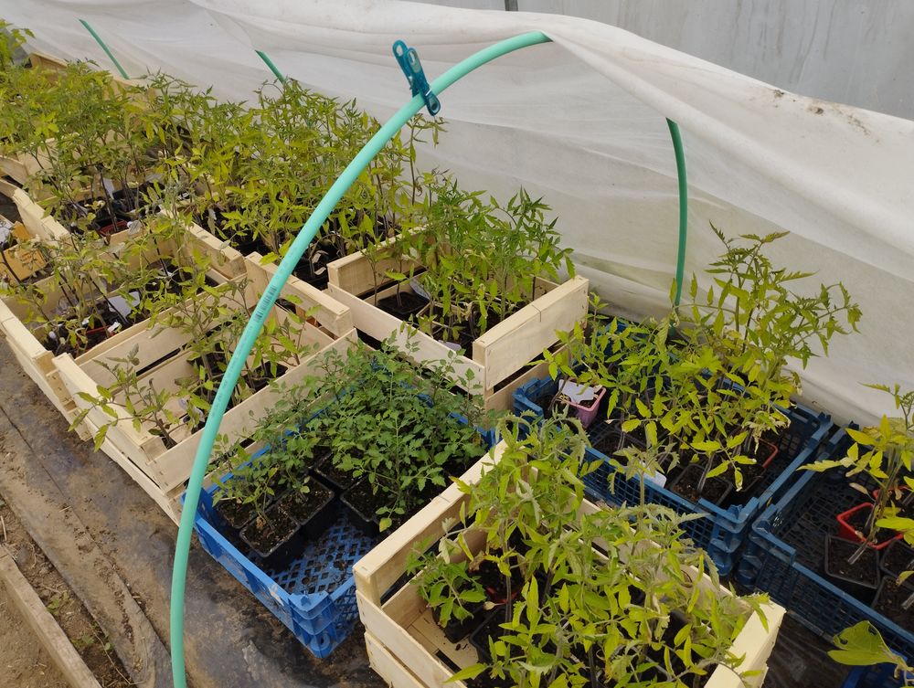plans de tomates anciennes Jardin