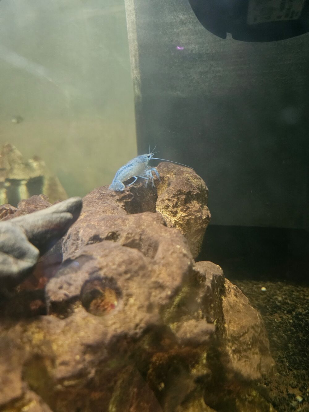   écrevisses bleu de Floride 