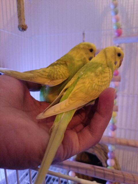 2 Perruche ondole de 7 mois 15 92800 Puteaux