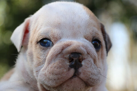 Bulldogs anglais merle yeux bleus rares 3000 53220 Larchamp