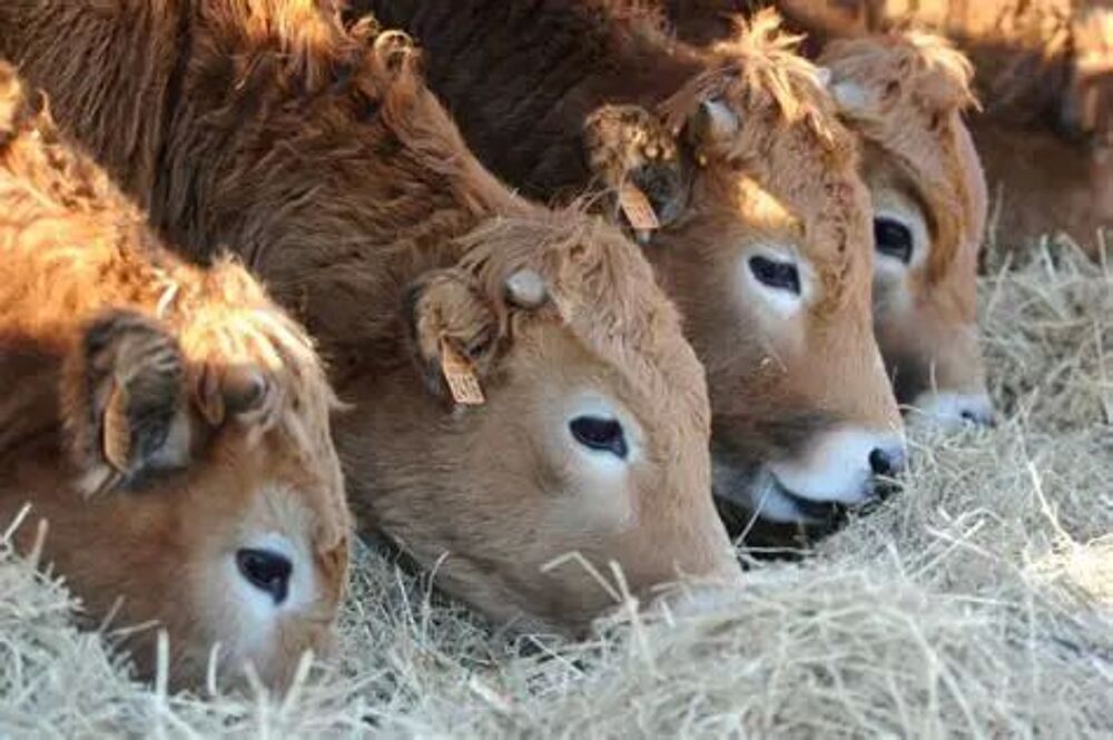   Génisses   race Aubrac  