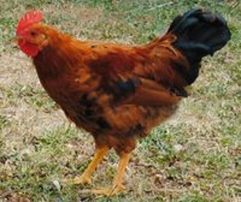   Donne jeune coq 