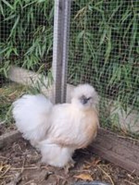   Poule et coq pondeuse et d'ornement  