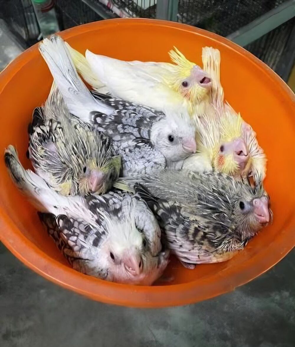   Bébé calopsitte élever a la main EAM 