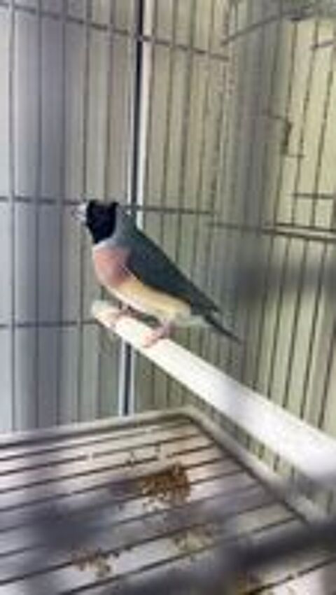   Diamant Gould Femelle Bleue  