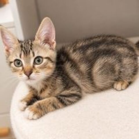   Rosie - adorable chatonne 