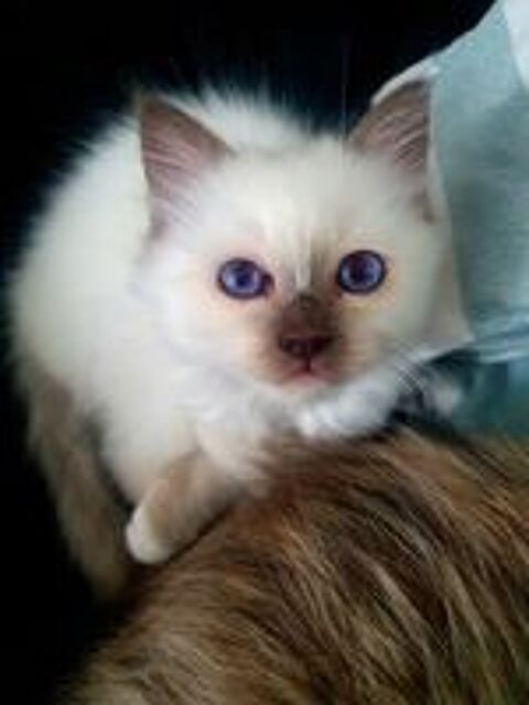   Sacr de Birmanie loof  