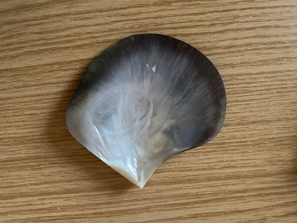 Coquillage 