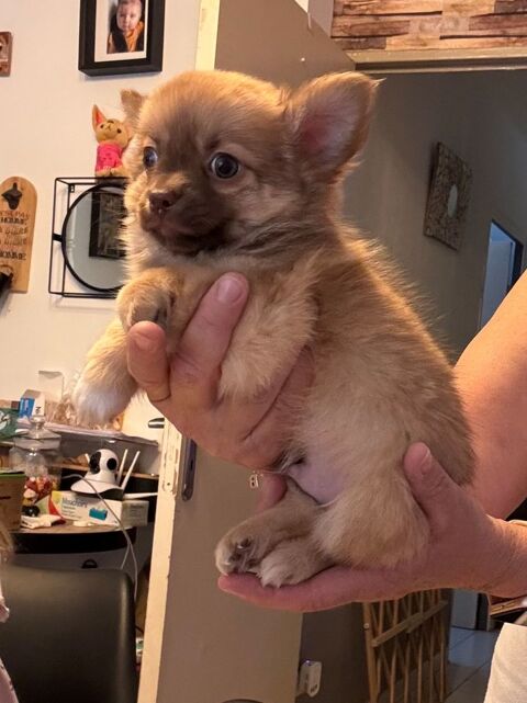 Bb chihuahua a réservés 650 34420 Portiragnes