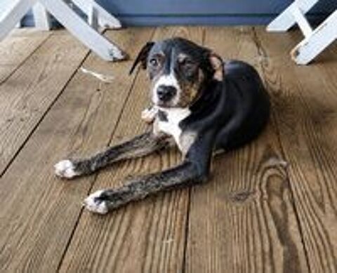   DArwin, le bébé câlin 