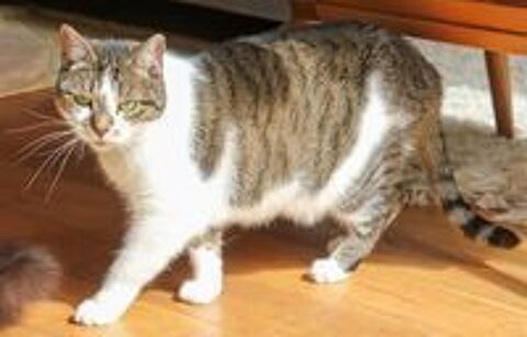   AZALEE FEMELLE TIGRE BLANC 8 ANS 1/2 