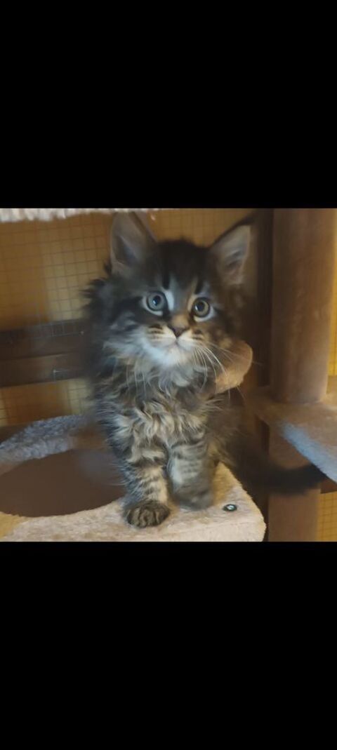 Maine coon loof 1000 62850 Alquines