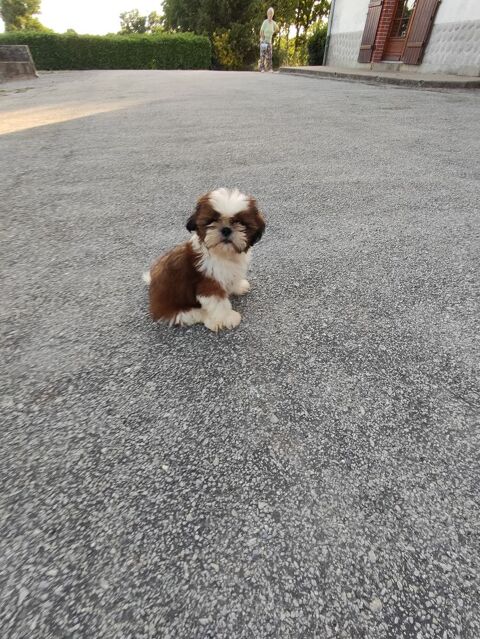 Male Shih Tzu à  réserver. 950 87320 Darnac