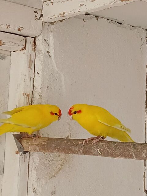 Kakarikis 
3 jaune & i cr&egrave;me 30 67500 Haguenau
