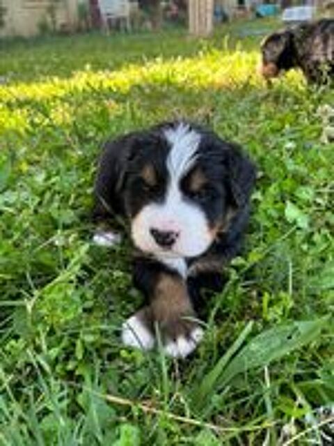   Chiots adorables bouviers bernois  