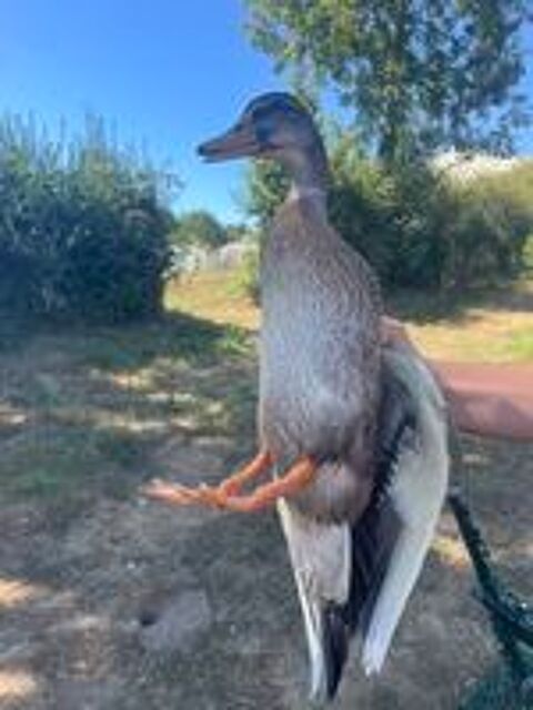   Canard colvert mâle  