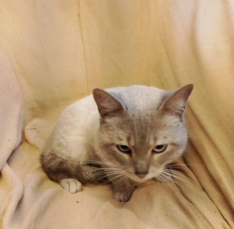 ZIRO 220 27620 Gasny