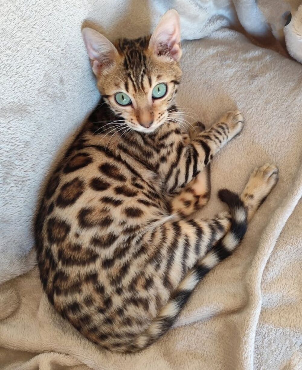   Don chat apparence bengal 