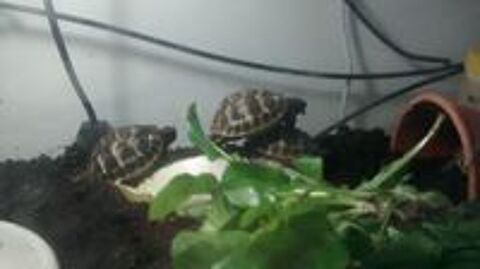   Tortues de terre juvéniles 