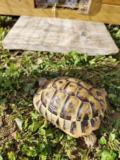 Recherche Tortues Hermann 0 07340 Peyraud