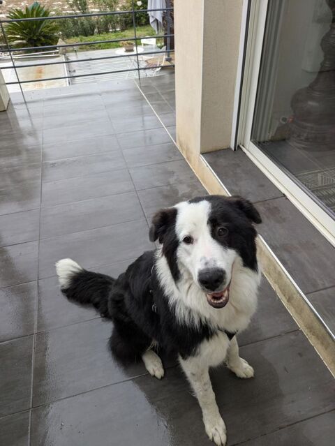 BRIGITTE, border collie, 1 an 220 34500 B�ziers