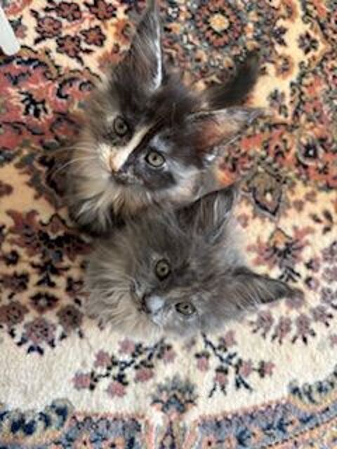 Chatons Maine Coon &agrave; vendre 1200 76600 Le havre