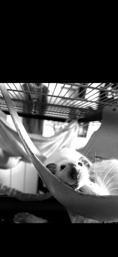 Sora, petite rate à donner 0 93320 Les pavillons-sous-bois