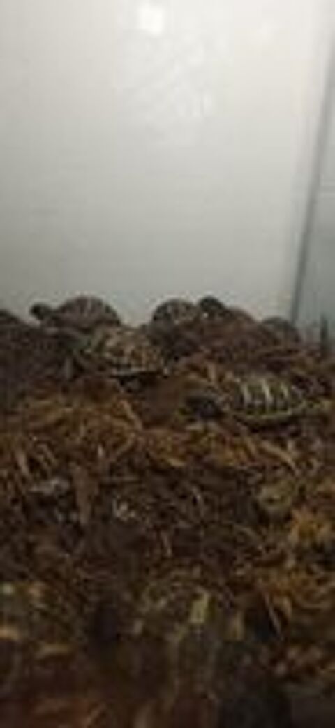   Jeunes tortues de terre à adopter 