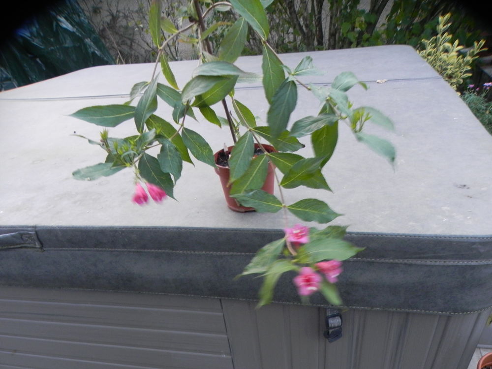Arbuste Weigelia red prince, &agrave; clochettes rouges Jardin