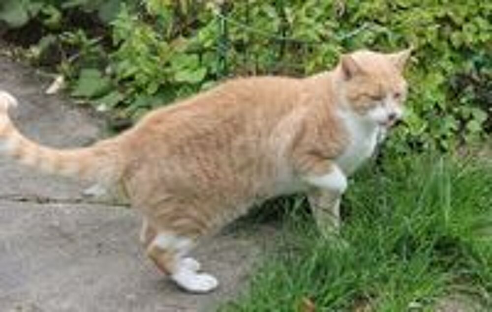   VOLTAIRE CHAT TIGRE ROUX CLAIR 4 ANS 