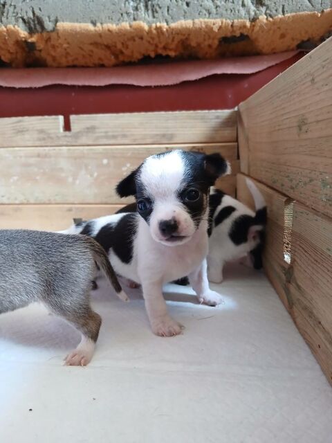 Adorables chiots Chihuahua 700 12390 Goutrens