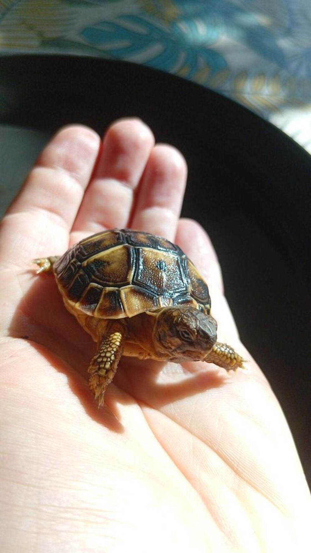 B&eacute;b&eacute; Tortues Electroménager