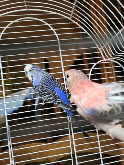 Perruches 0 51300 Vitry-le-franois