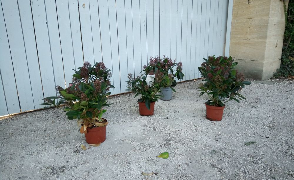 Skimmia 'Japonica' en container. ??????? Jardin