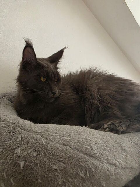 Femelle adulte retrait&eacute; 300 29270 Carhaix-plouguer