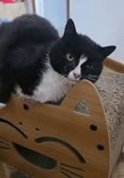   Chat CLEO à l adoption 
