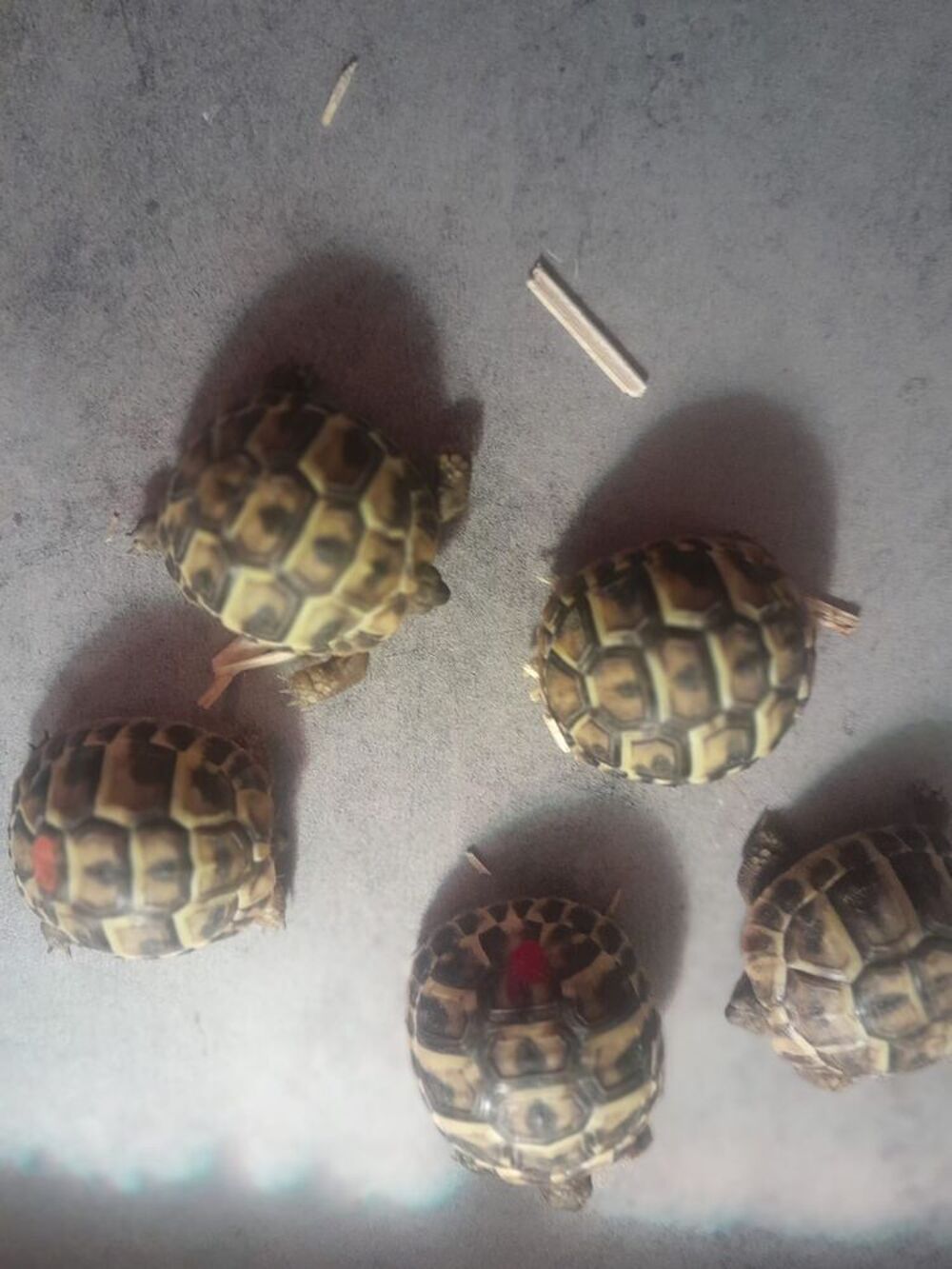   Bebe tortues 