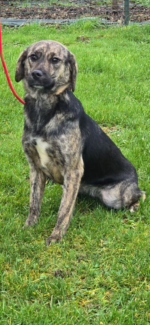 MOLLY croisée bringée 16 mois 280 59300 Aulnoy-lez-valenciennes